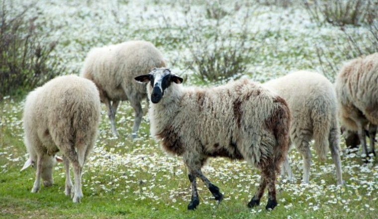 sakız koyunu yetiştiriciliği