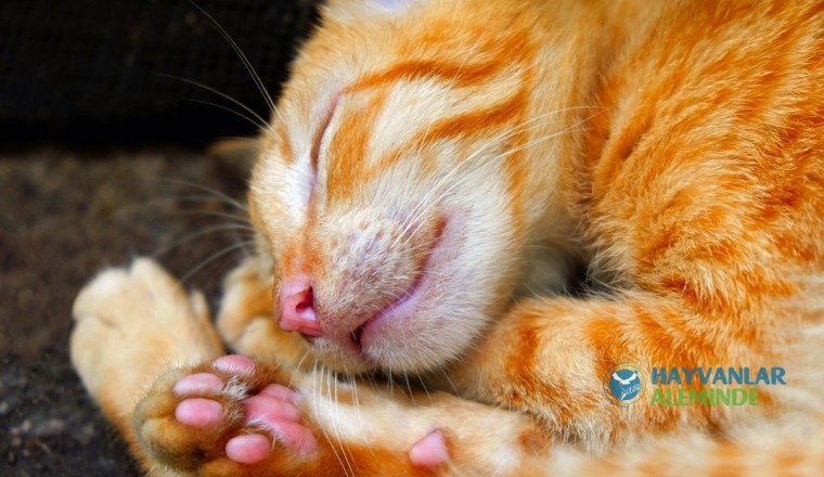 Kediler Neden Çok ve Sürekli Uyur?