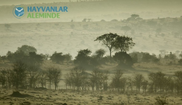 Serengeti Nerede? Milli Parkı ve Hayvanları Hakkında Bilgiler