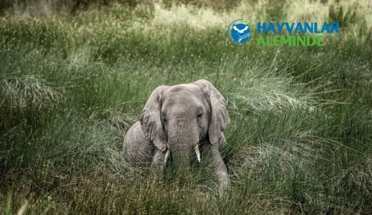 serengeti milli parkı filler