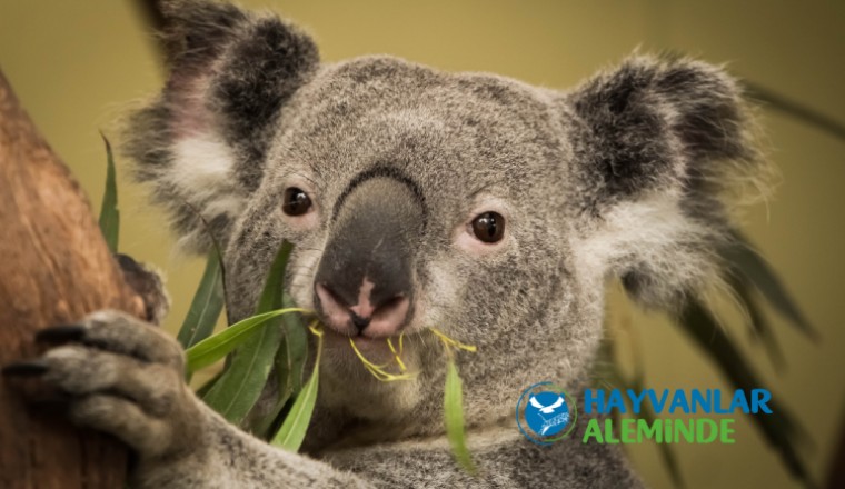 en masum hayvanlar - koala