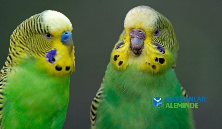 Jumbo Muhabbet Kuşu Hakkında 10 Bilgi