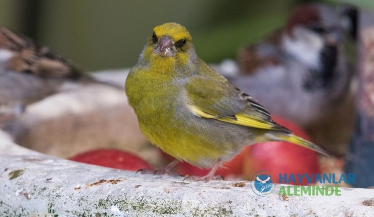 Florya Kuşu Hakkında Bilmeniz Gereken 5 Bilgi