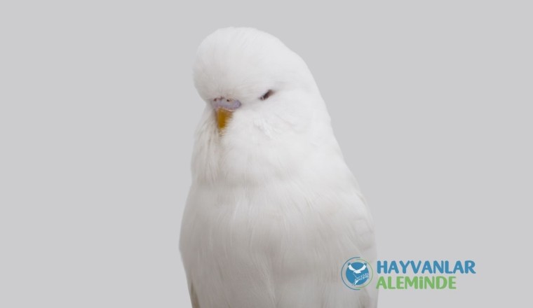 Albino (Beyaz) Muhabbet Kuşu Hakkında Tüm Bilgiler