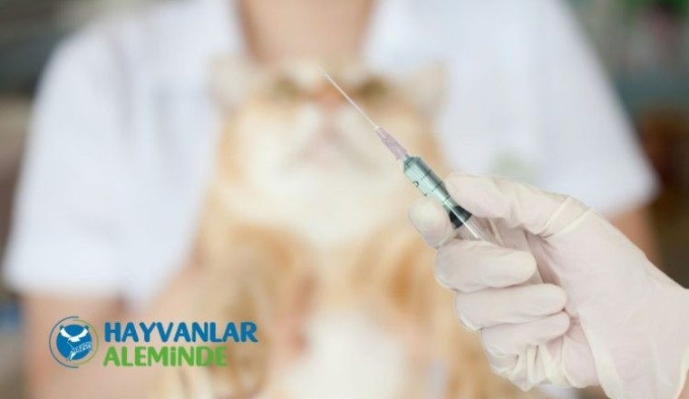 kedi aşı takvimi