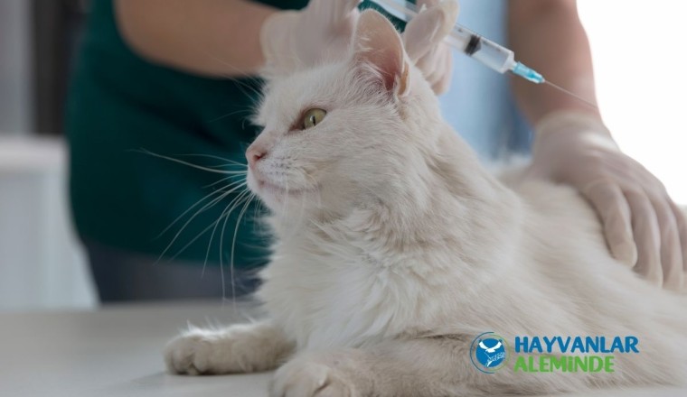 Kedi Aşıları Nelerdir, Takvimi Ne Zaman Yapılmalıdır?