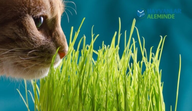 kedi çimi faydaları