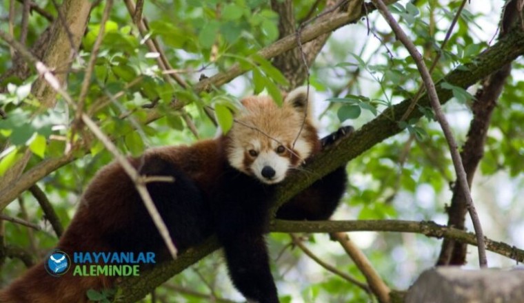 kızıl panda özellikleri