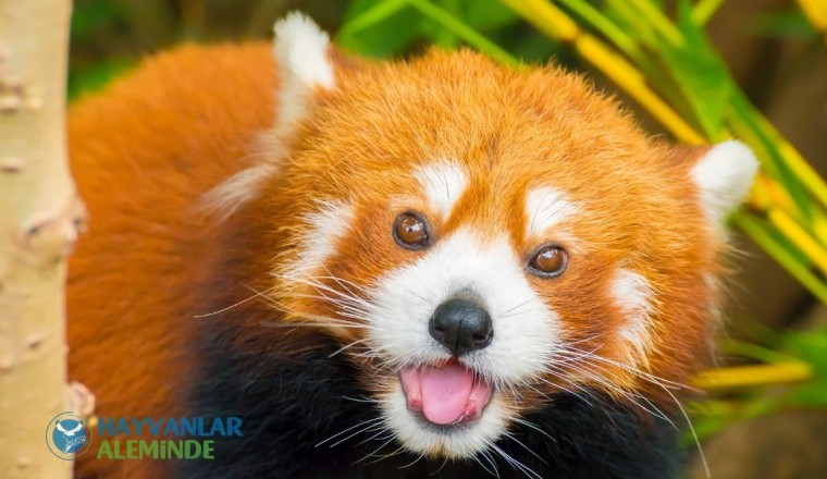 Kızıl Panda Nedir, Nerede, Kaç Yıl Yaşar?