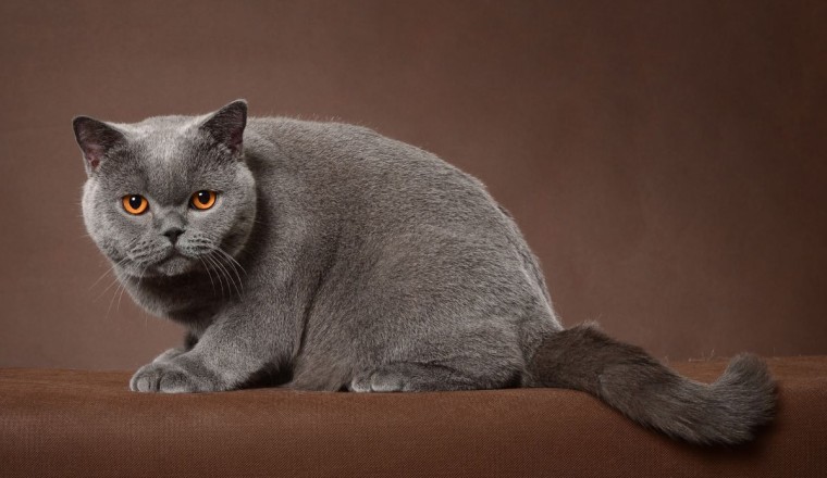 British Shorthair gri kedi cinsleri