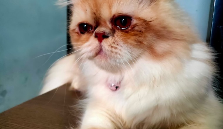 ağlayan kedi