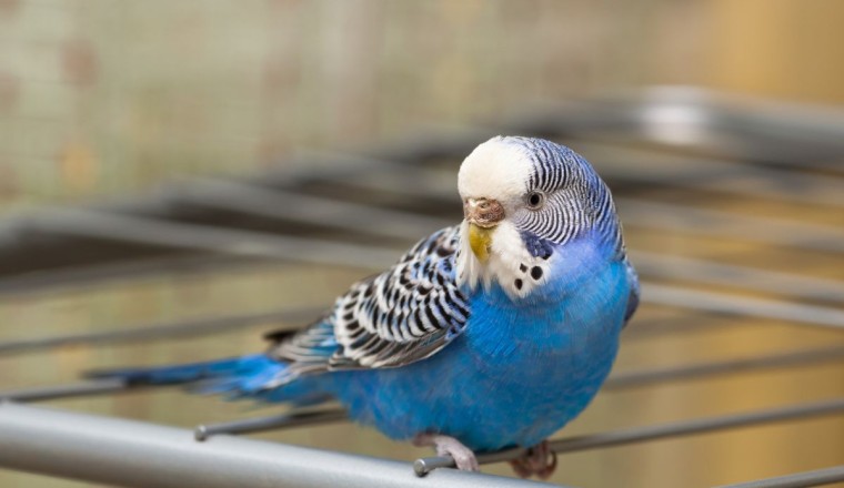 mavi muhabbet kuşu