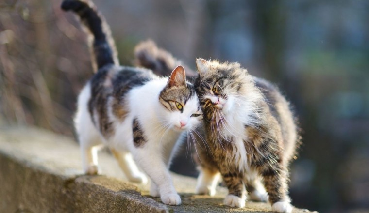 Kedilerin Kızgınlık Dönemi Hakkında Bilmeniz Gerekenler