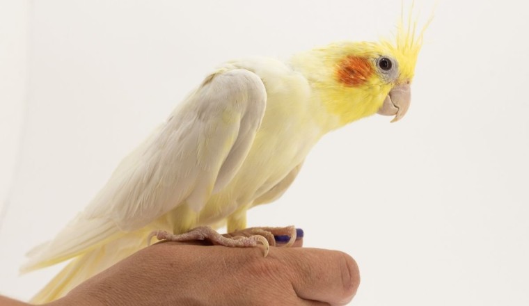 lutino sultan papağanı bakımı