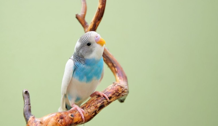 Muhabbet Kuşu Depresyon Belirtileri ve Nedenleri