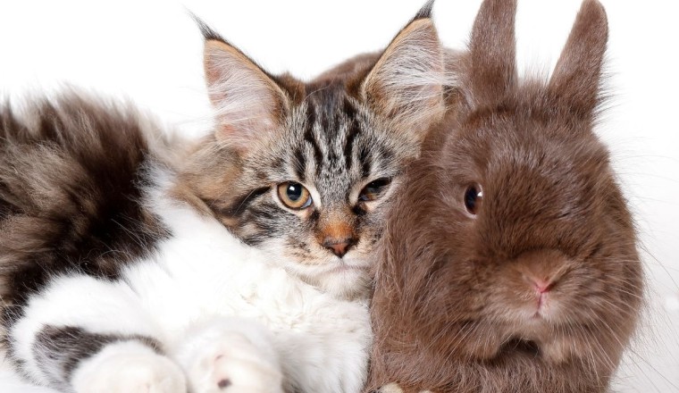 Kedi Tavşana Zarar Verir mi?