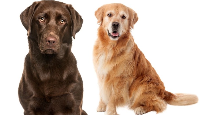 Labrador ve Golden Retriever Arasındaki Farklar
