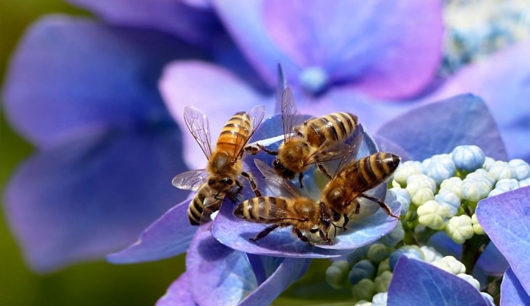 arılar