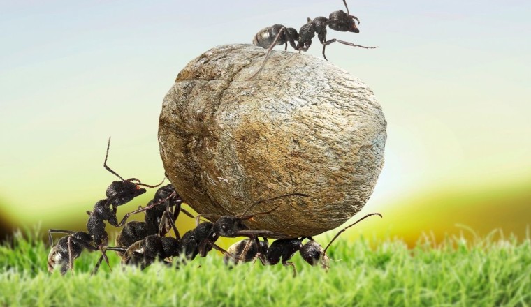 çalışkan karıncalar