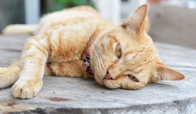 Kedilerde mantar belirtileri ve tedavisi nasıl yapılır ?